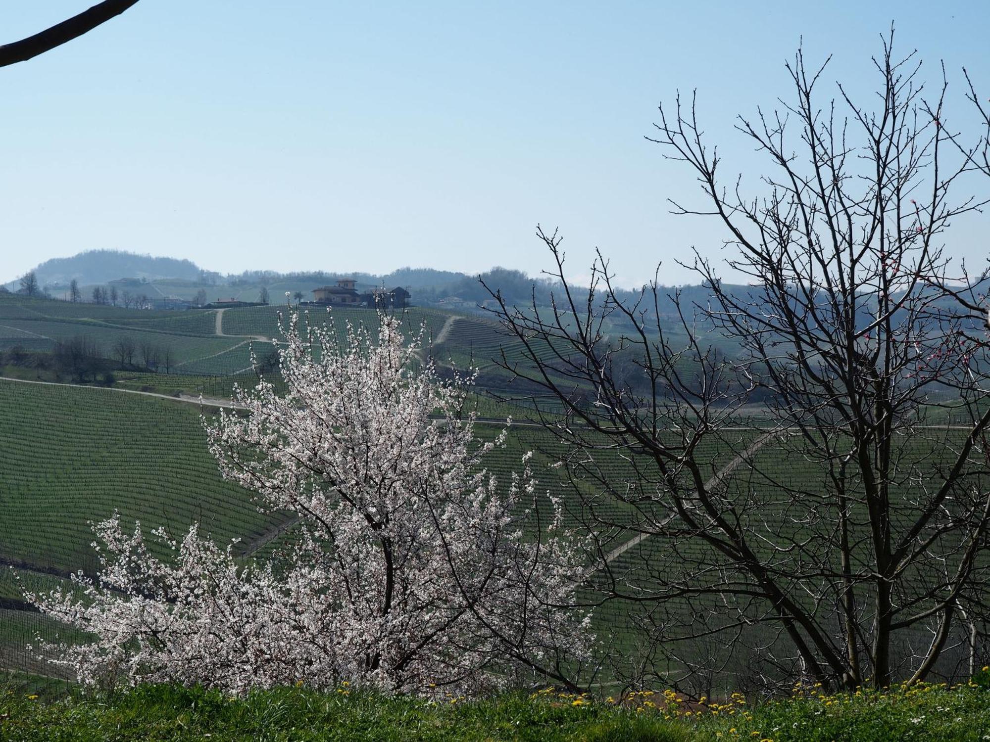 Tenuta Montanello B&B Castiglione Falletto Exterior photo